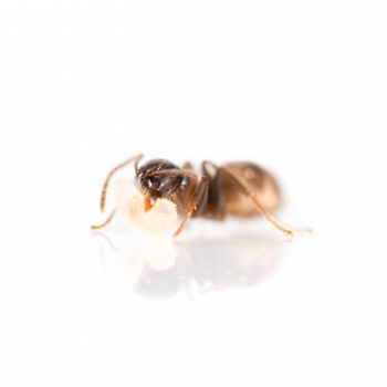 Lasius grandis